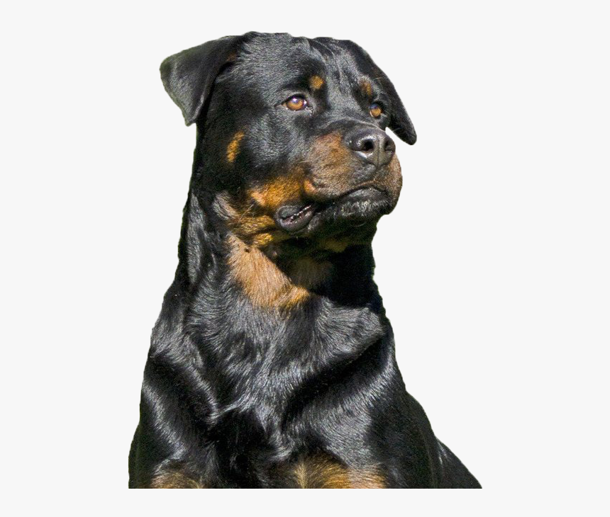 Rottweiler Png High Quality Image - Rottweiler, Transparent Png, Free Download