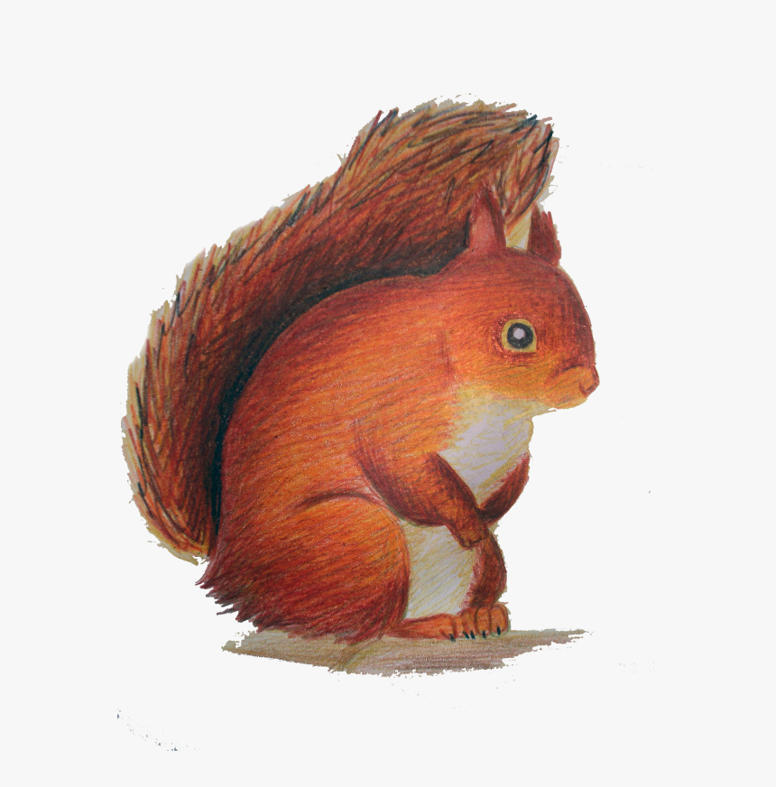 Red Squirrel Clipart - Squirrel, HD Png Download, Free Download