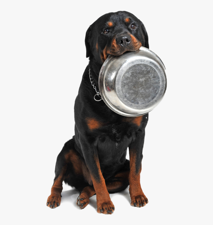 Thumb Image - Feeding A Rottweiler, HD Png Download, Free Download