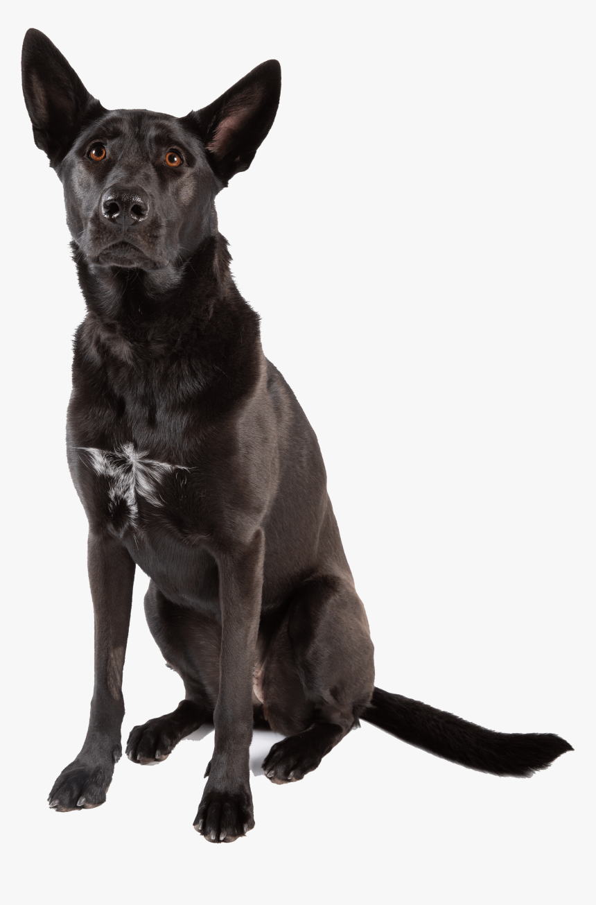 Formosan Mountain Dog, HD Png Download, Free Download