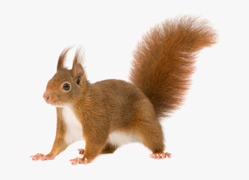 Home Clipart Squirrel - Transparent Background Squirrel Clipart, HD Png Download, Free Download