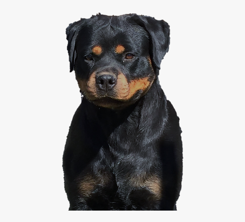 Companion Dog, HD Png Download, Free Download