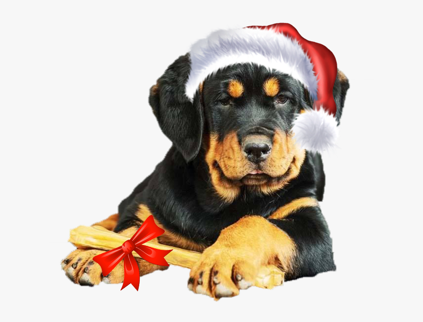 Rottweiler, HD Png Download, Free Download