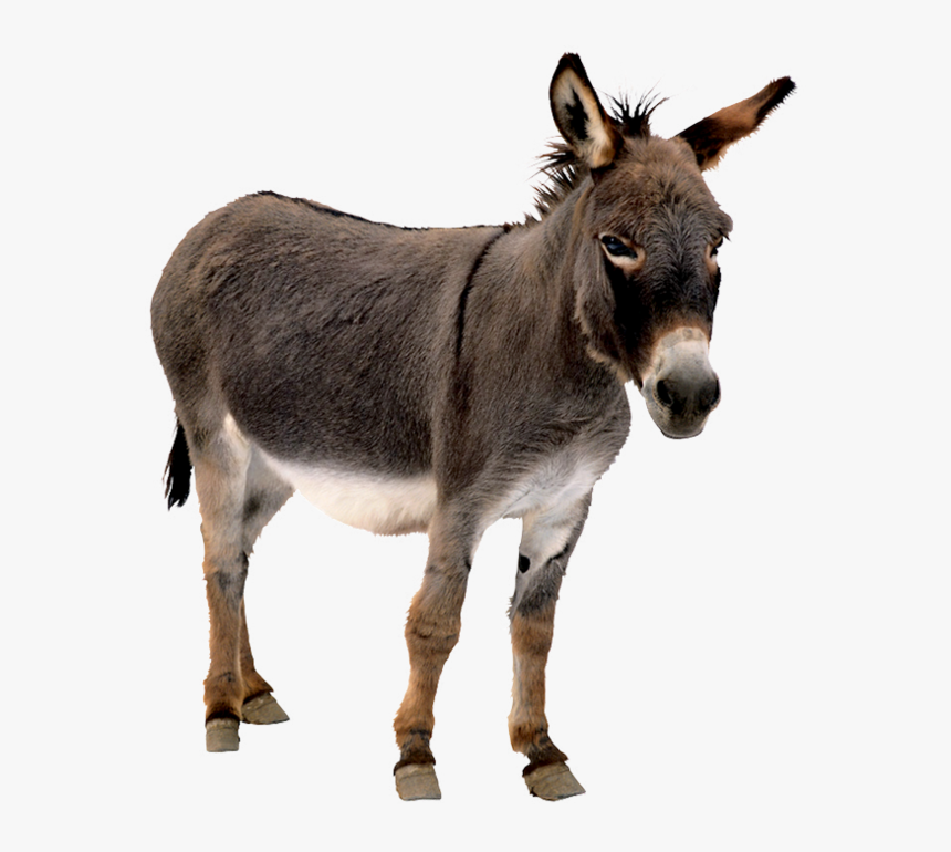 Forgetmenot Mai Donkeys - Donkey Png, Transparent Png, Free Download