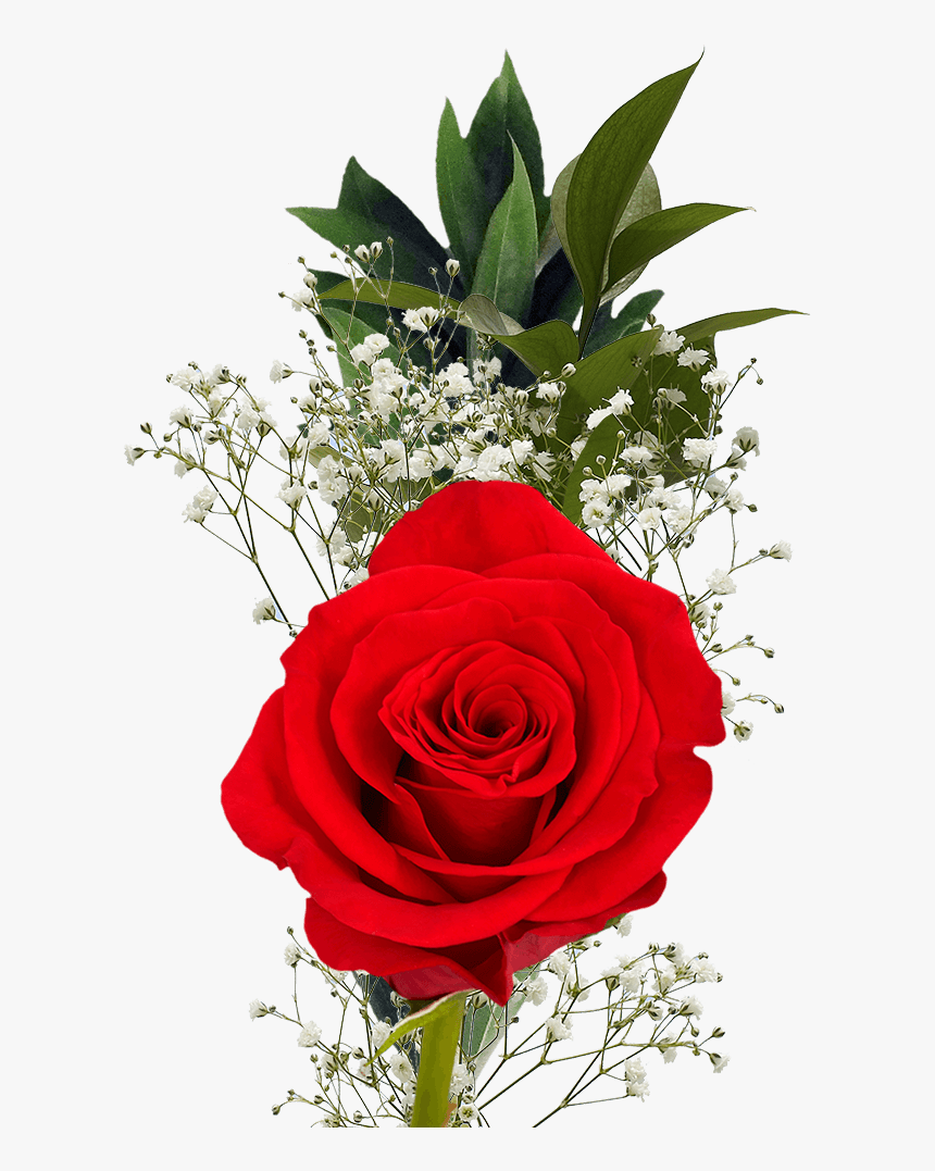 Rose, HD Png Download, Free Download