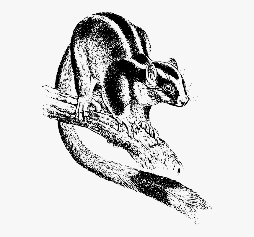 Marsupial, HD Png Download, Free Download