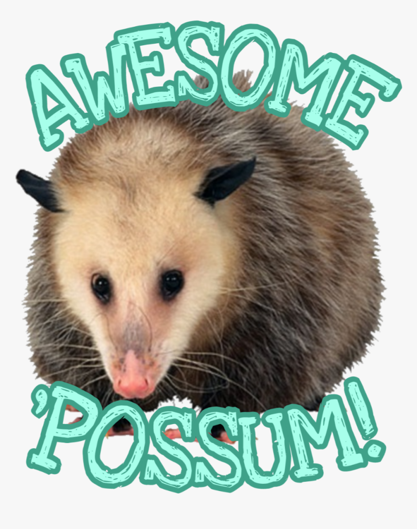 #awesome #awesomepossum #possum #opossum - Mouse, HD Png Download, Free Download