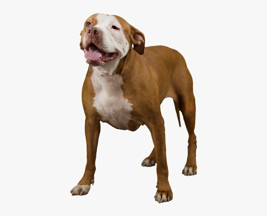 American Bully American Pit Bull Terrier Rare Breed - Pit Bull Dog Png, Transparent Png, Free Download