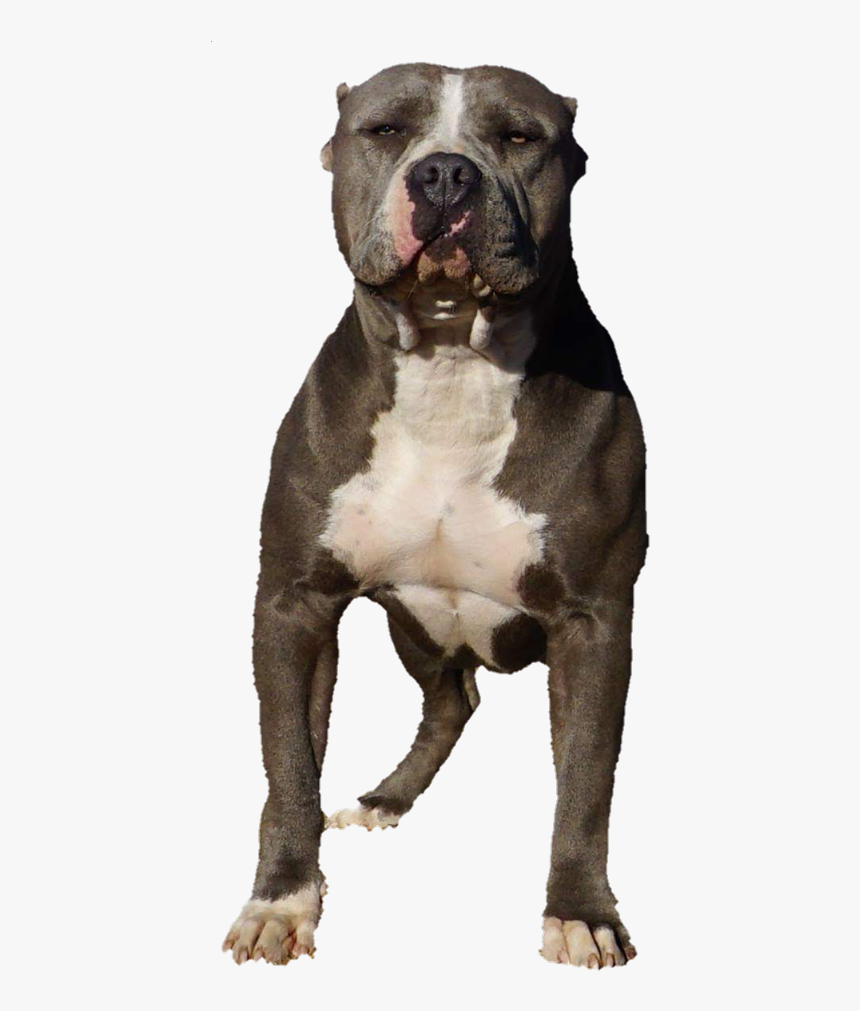 Katana - Staffordshire Bull Terrier, HD Png Download, Free Download