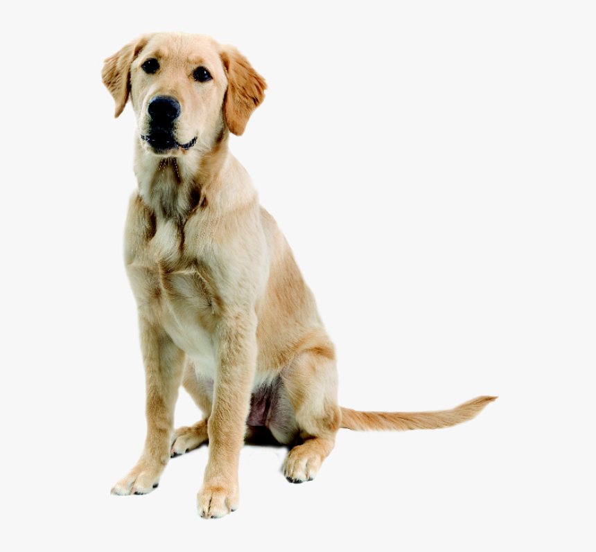 52 Dog Png Image Picture Download Dogs - Labrador Golden Retriever Mix, Transparent Png, Free Download