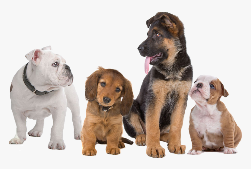 Pure Dogs - Transparent Background Dogs Png, Png Download, Free Download