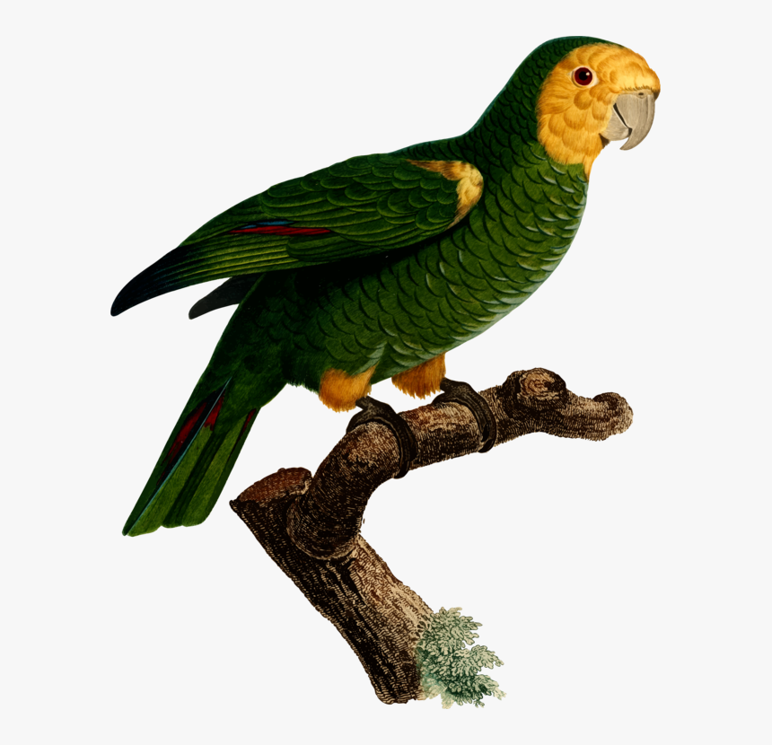 Macaw,parrot,bird - Parrot, HD Png Download, Free Download