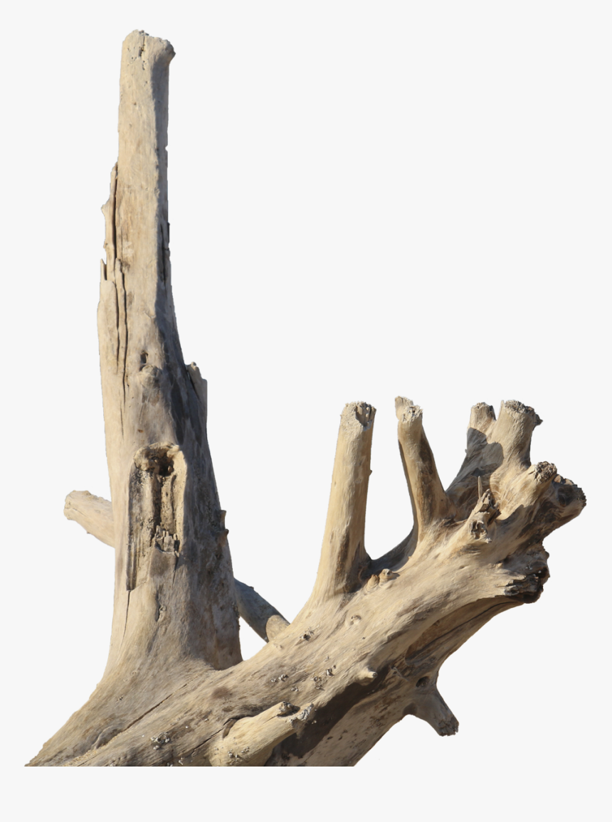 Driftwood, HD Png Download, Free Download