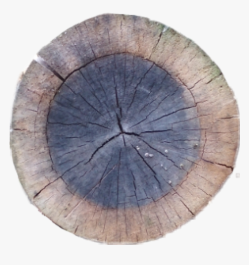 #crosssection #tree #stump #sawed #sawedwood #wood - Circle, HD Png Download, Free Download