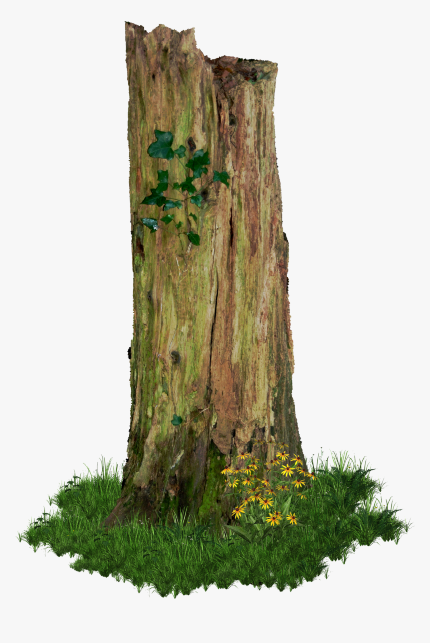 #tree #broken #stump #freetoedit - Tree Stump, HD Png Download, Free Download