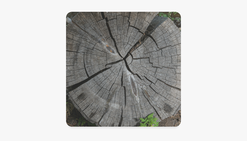 Dried Tree Stump Square Coaster - Tree Stump, HD Png Download, Free Download