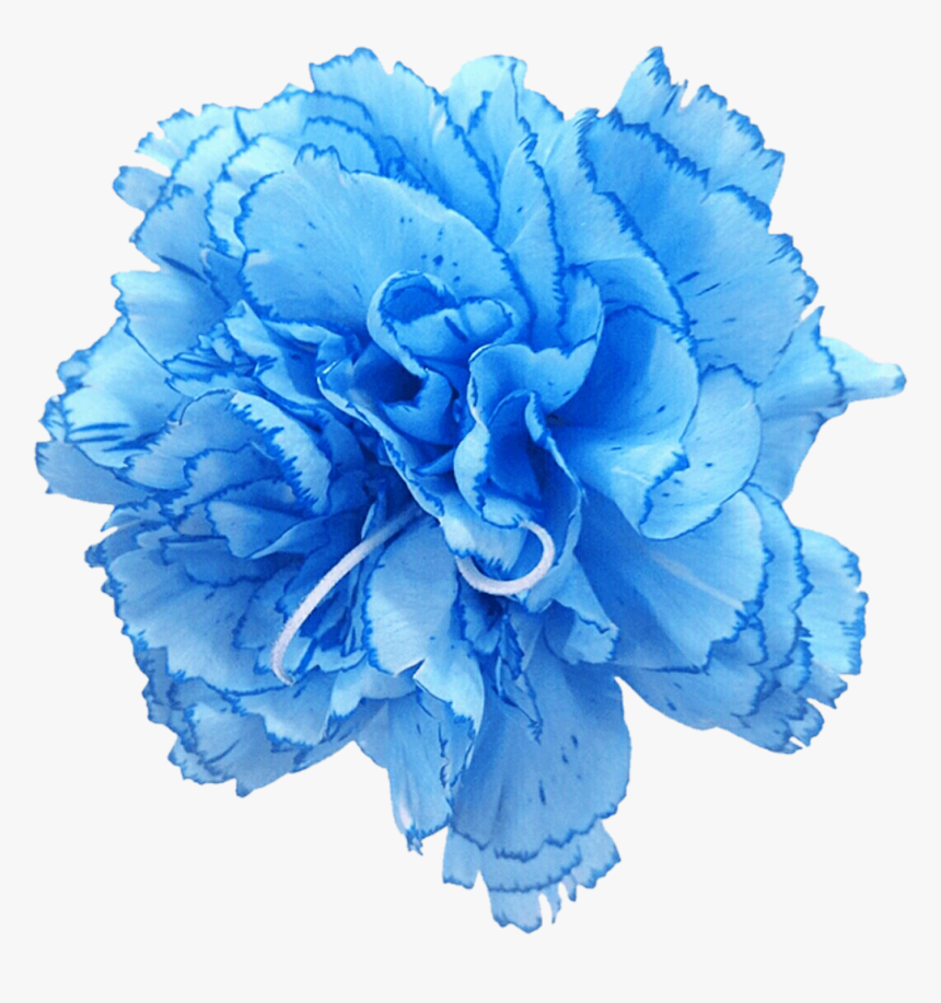Carnation Rose Blue Cut Flowers - Blue Flower Sketch Transparent, HD Png Download, Free Download