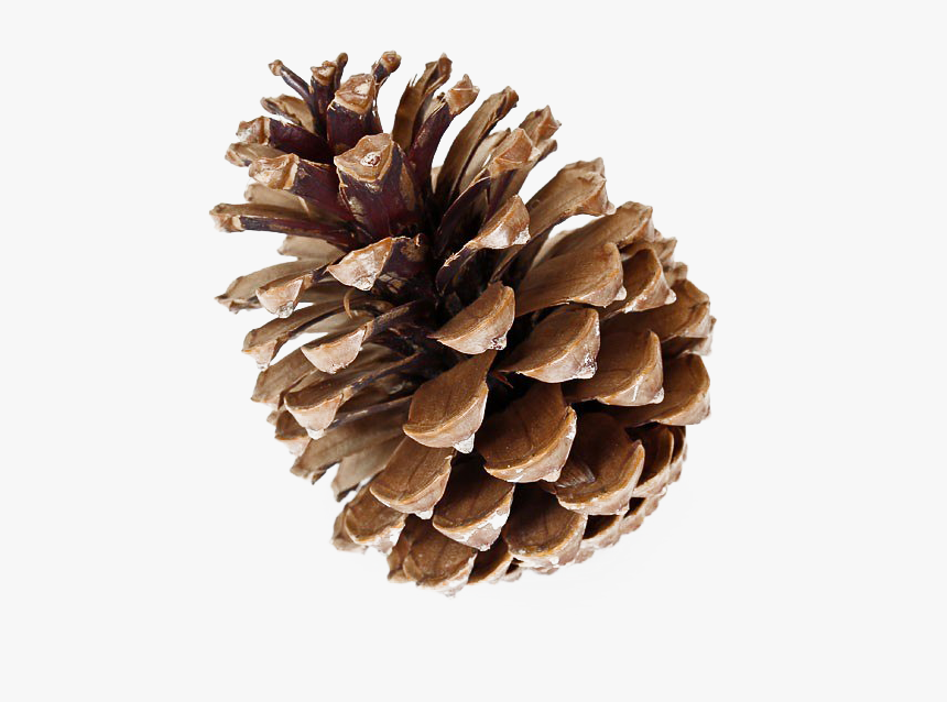 Pinecone Png Free Download - Soy Candle, Transparent Png, Free Download