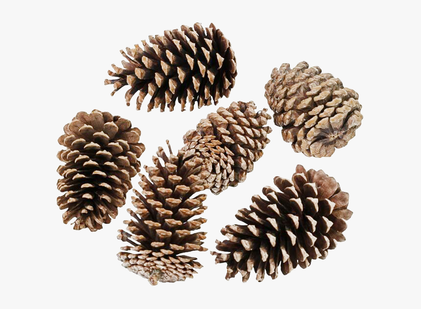 Pinecone Png Transparent Hd Photo - Conifer Cone, Png Download, Free Download