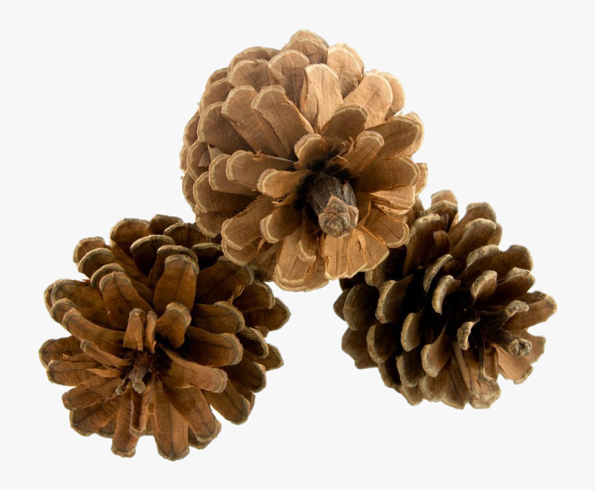 Pinecone Png Hd - Lodgepole Pine, Transparent Png, Free Download