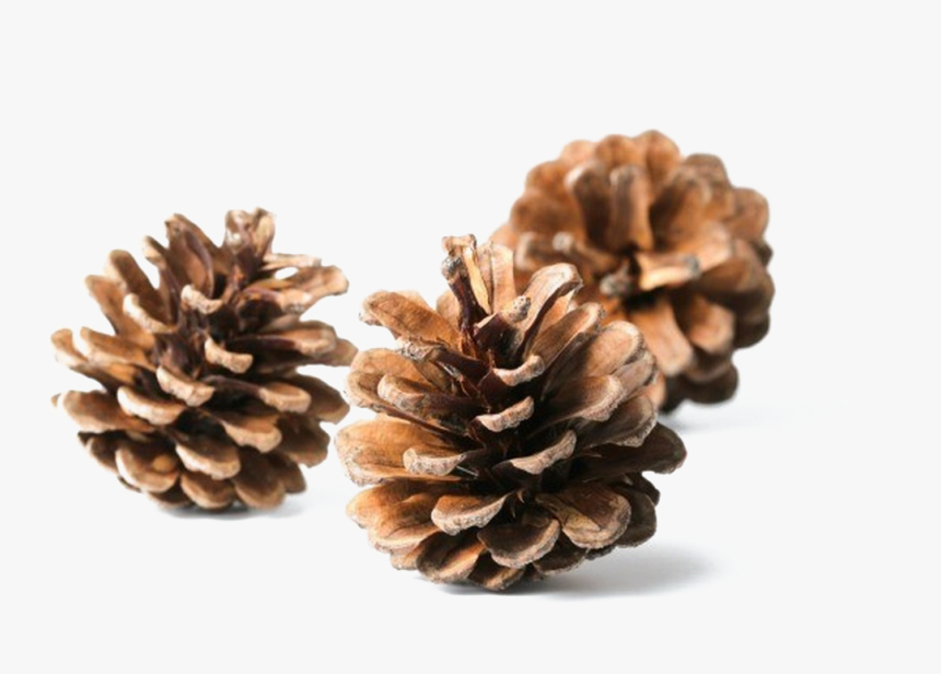 Transparent Pinecone Clipart - Transparent Pine Cone Png, Png Download, Free Download