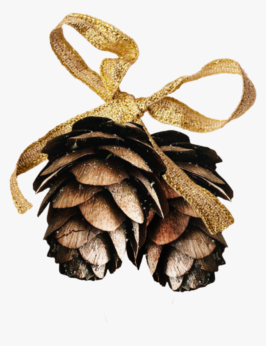 #pinecone #pinecones #gold #festive #winter Op Courtesy - Shortstraw Pine, HD Png Download, Free Download