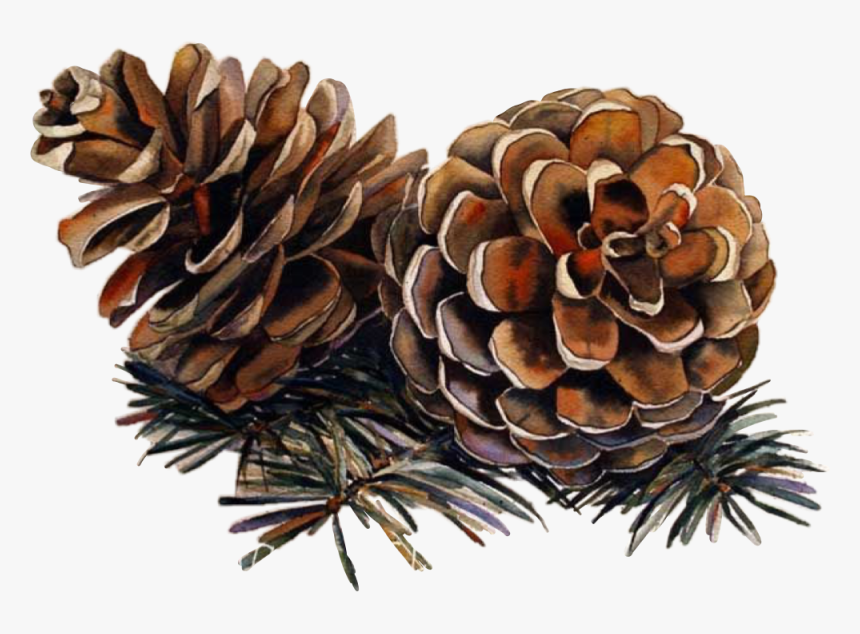 For The Challenge - Watercolor Christmas Pine Cones, HD Png Download, Free Download