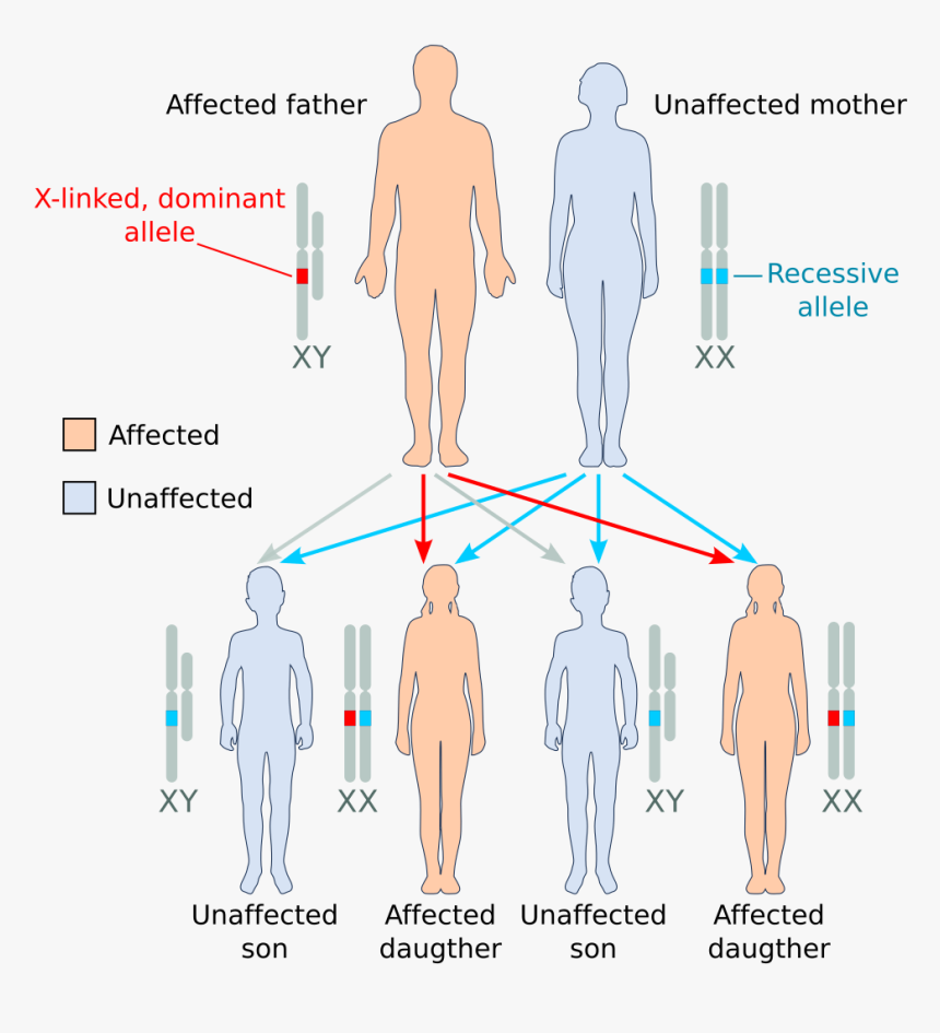 Duchenne Muscular Dystrophy Allele, HD Png Download, Free Download