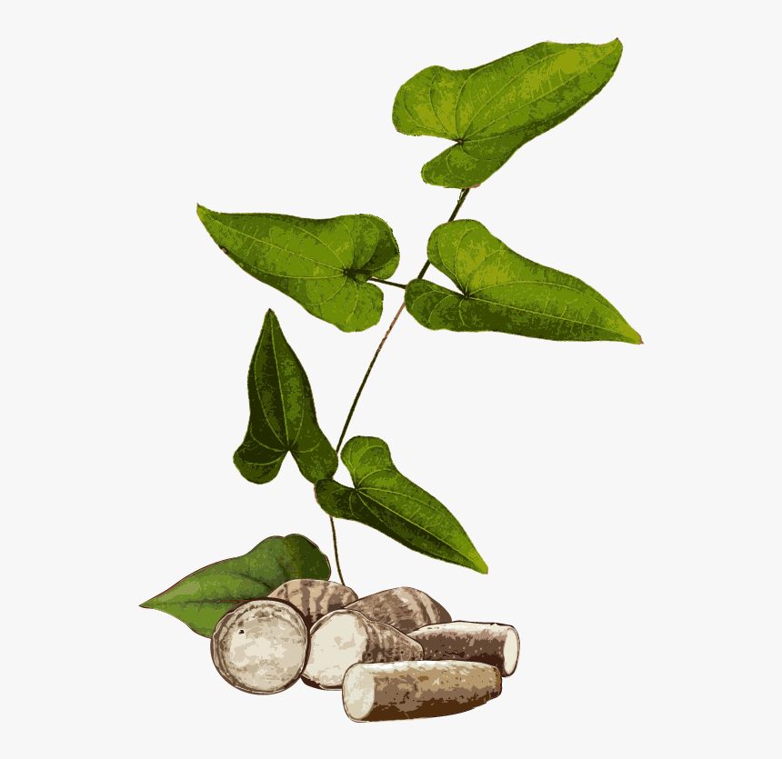 Yam Plant Png, Transparent Png, Free Download