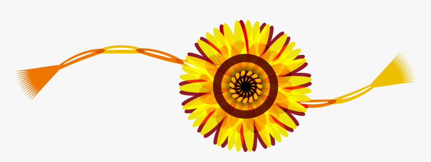 African Daisy, HD Png Download, Free Download