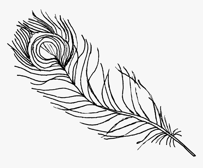 Feather Drawing Png - Peacock Drawing, Transparent Png, Free Download