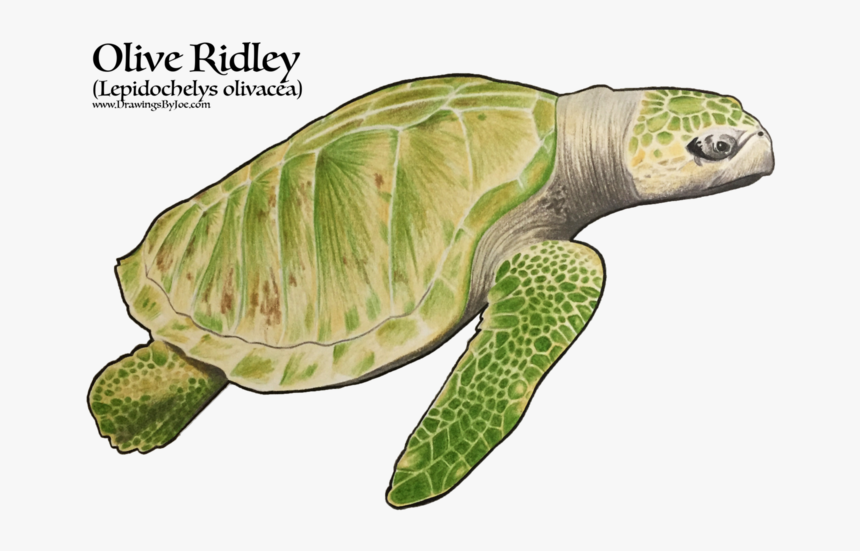 Ridley Sea Turtles, HD Png Download, Free Download