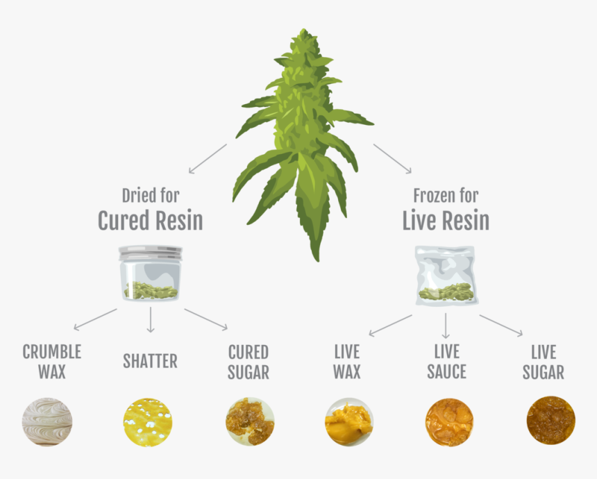 Infographic - Wax Weed Resin, HD Png Download, Free Download