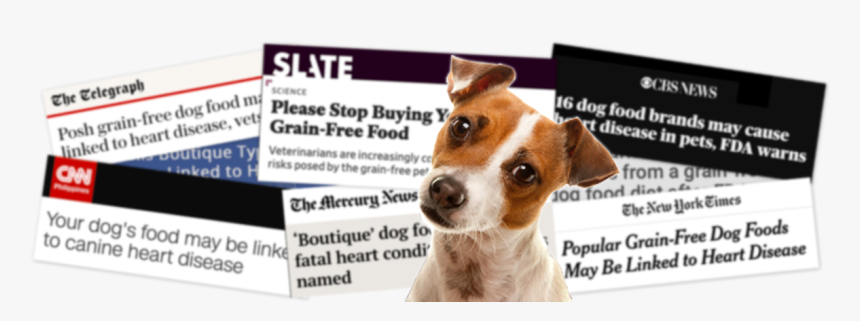 Dcm And Grain Free Pet Foods - Kromfohrländer, HD Png Download, Free Download