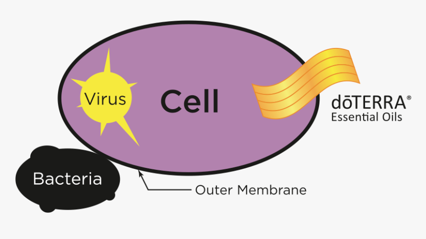 Doterra Essential Oils Penetrate Cell Membranes - Essential Oils Effective Doterra, HD Png Download, Free Download