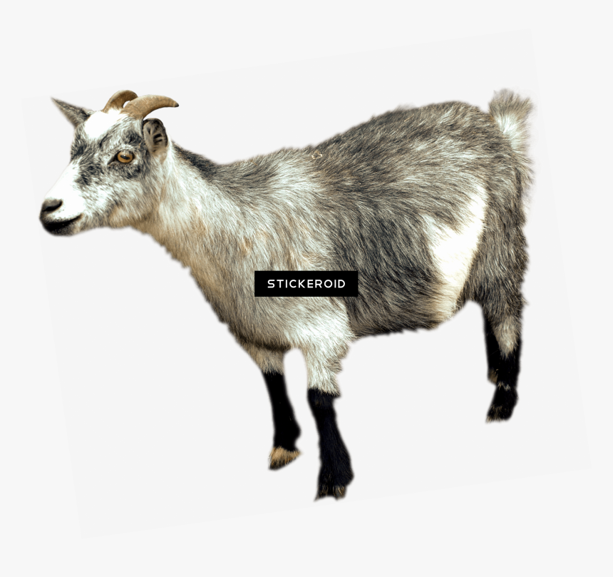Png Bakra Gote Goat Animal Pictures Png Png Bakra Gote - Mountain Goat Transparent Background, Png Download, Free Download