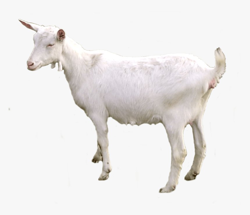 Download Free Dlpng - Png Transparent Background Goat Png, Png Download, Free Download