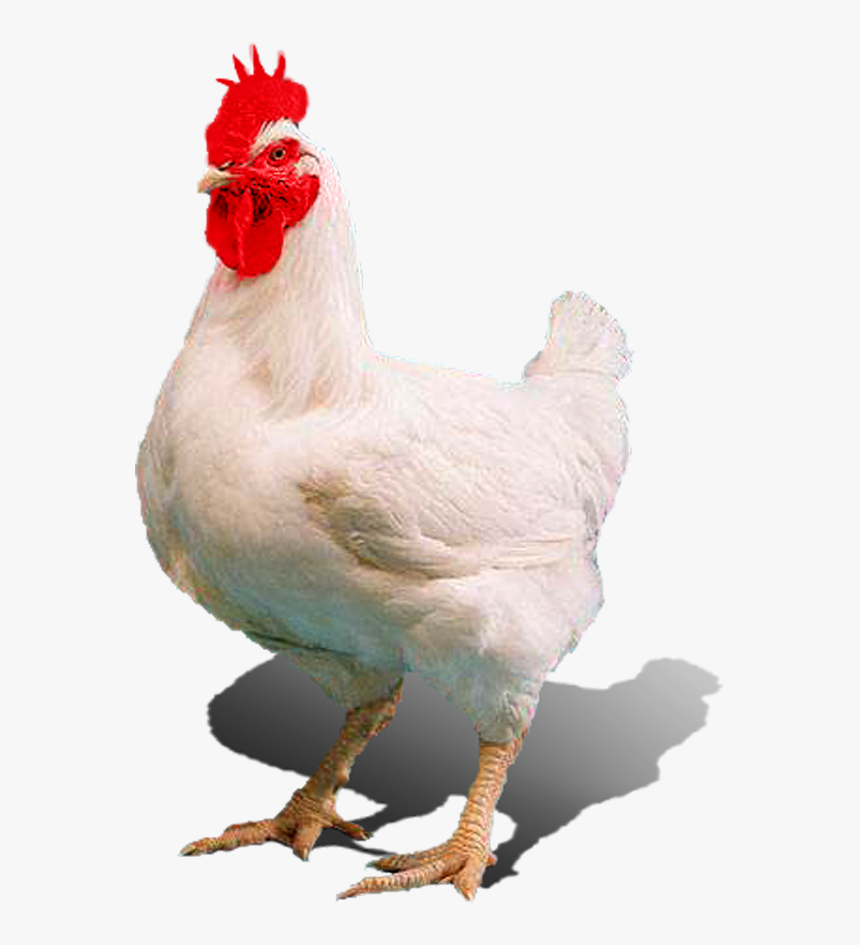 Live Chicken Transparent Background, HD Png Download, Free Download
