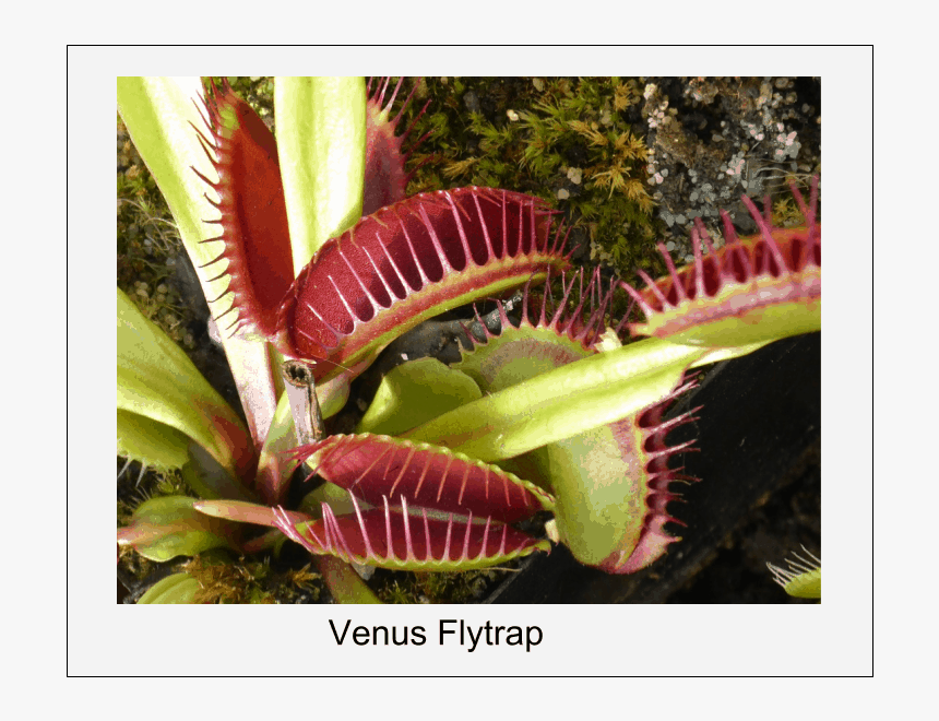 Venus Flytrap - Interesting Plants In The World, HD Png Download, Free Download