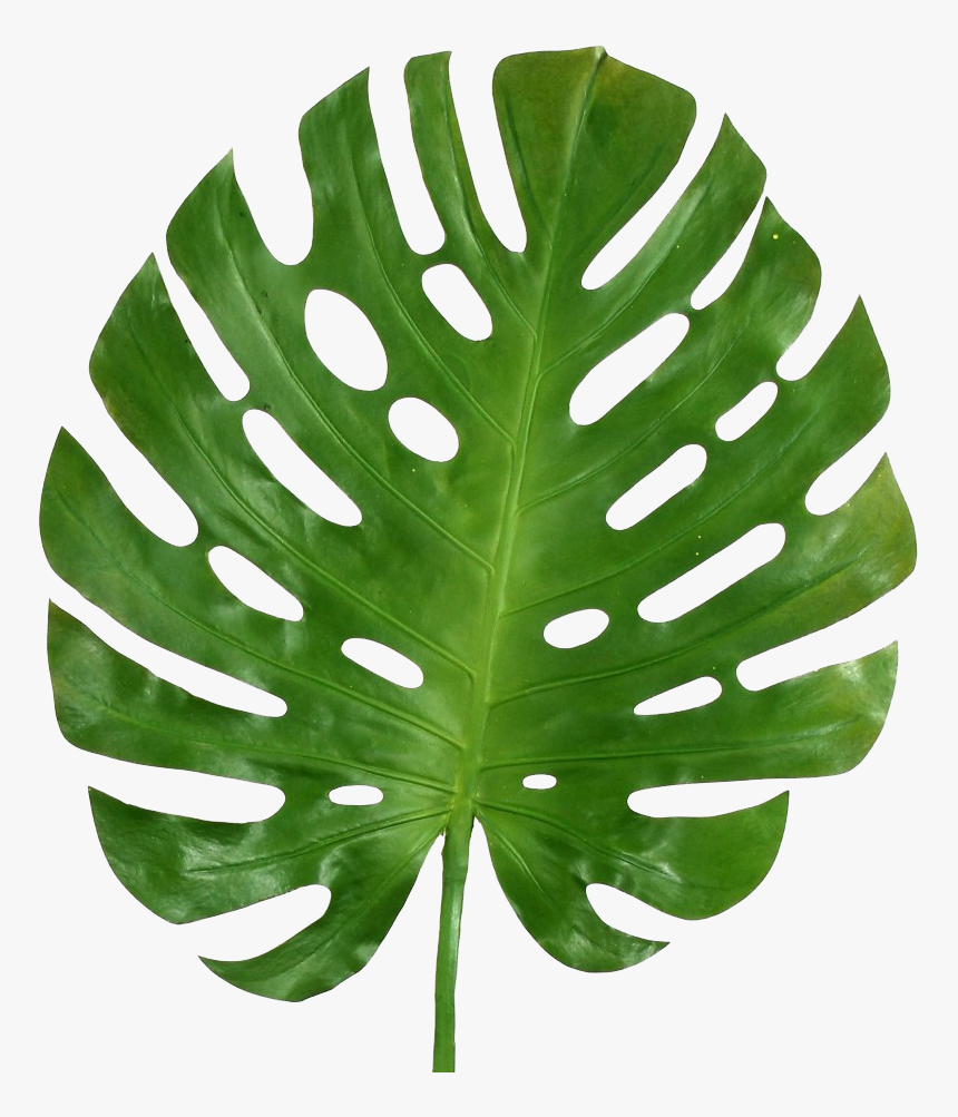 Dinosaur Leaf Vector, HD Png Download, Free Download