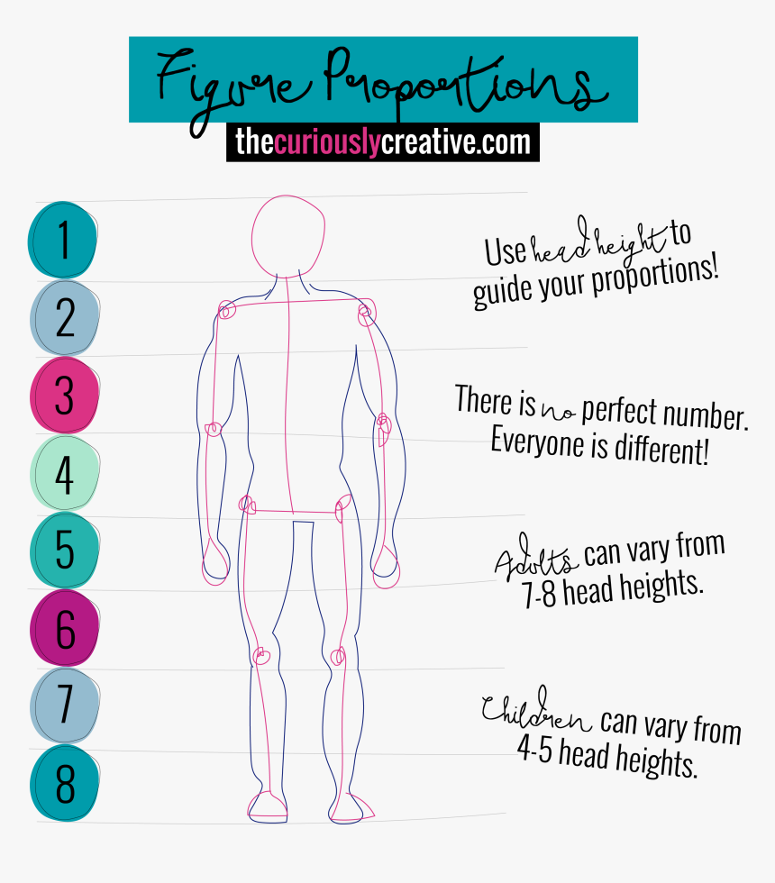 Figure Proportion Drawings - 7 Heads Height Drawing, HD Png Download, Free Download