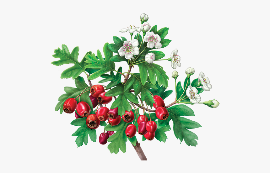 Alvita Hawthorn Berry Tea, HD Png Download, Free Download