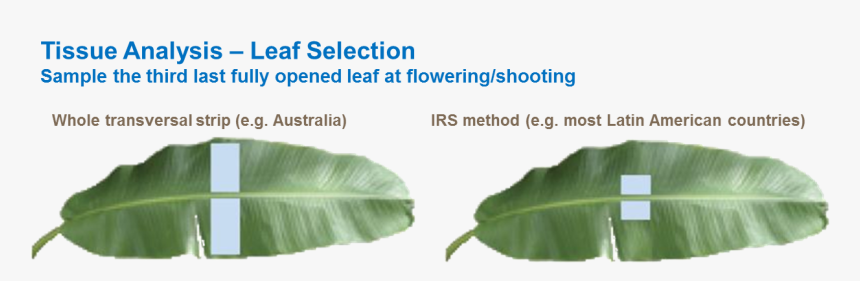 Leaf Tissue Analysis, HD Png Download, Free Download