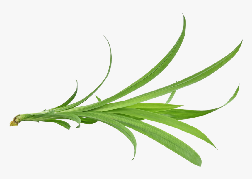 Pandan Leaf - Pandan Leaves Vector, HD Png Download, Free Download