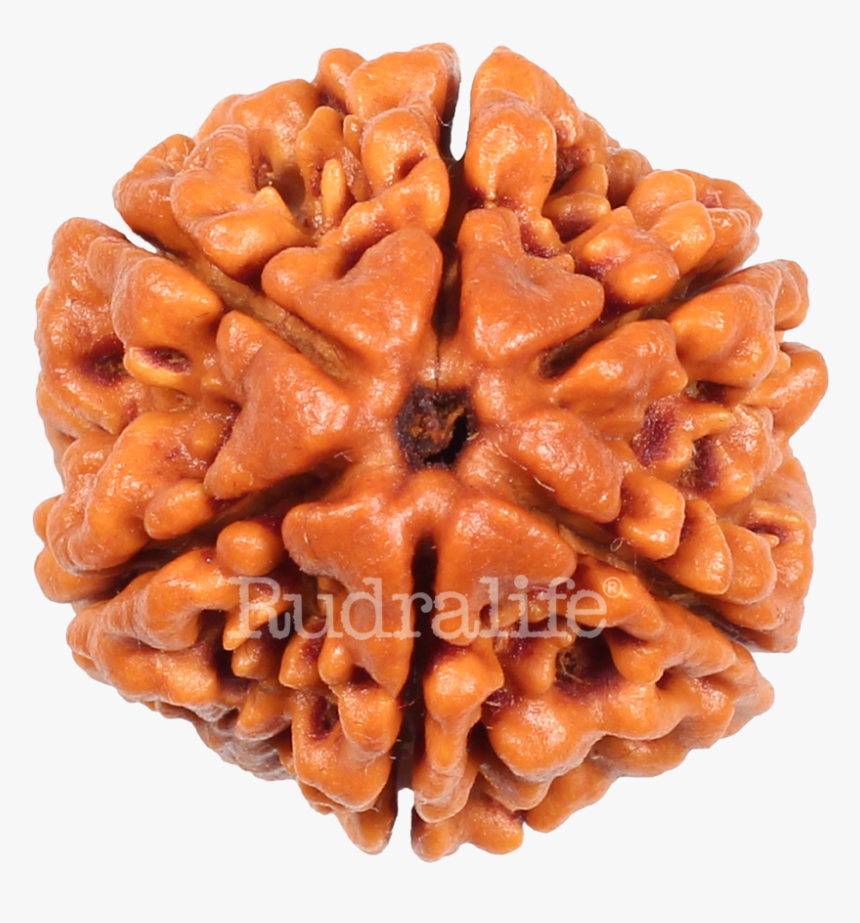 Six Mukhi Rudraksha Rudraksha - Rudralife, HD Png Download, Free Download