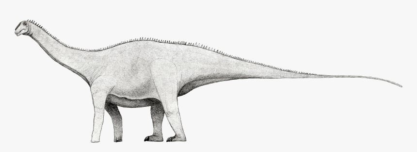 Xenoposeidon White Background - Rebbachisaurus Png, Transparent Png, Free Download
