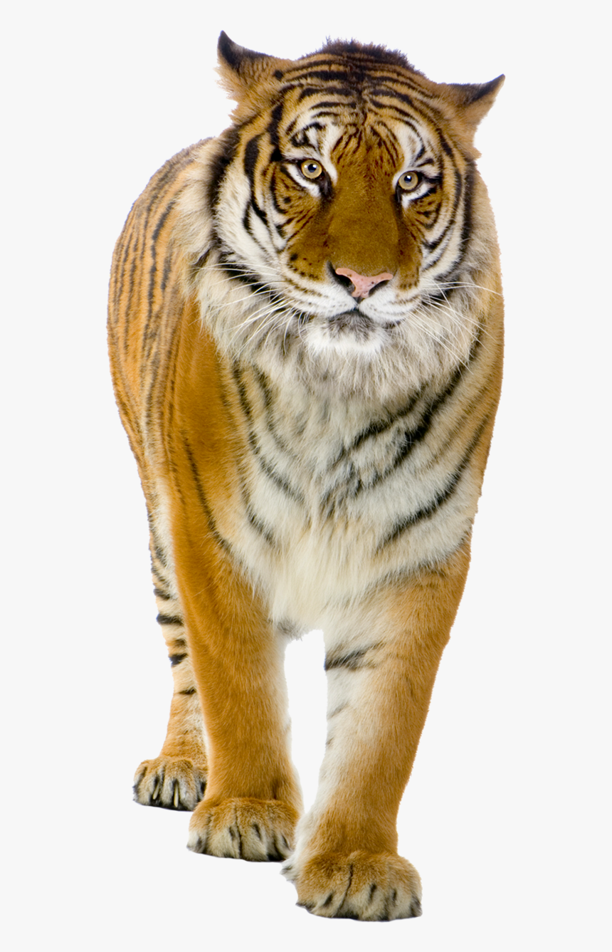 Tiger Png Front View Photo - Tiger Png, Transparent Png, Free Download