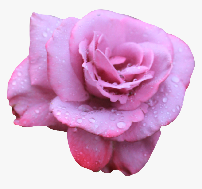 Rose, HD Png Download, Free Download