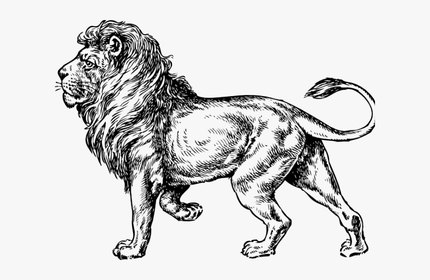 Drawn Lion Loin - Lion Png Black White, Transparent Png, Free Download