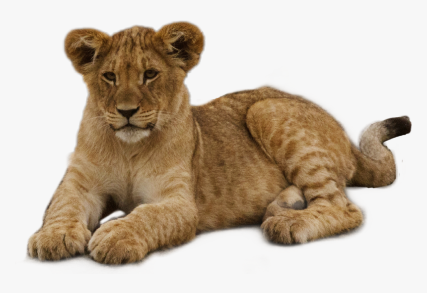 #loin - Lion, HD Png Download, Free Download